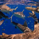 15 Curiosidades sobre tubarões