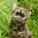 Por que os gatos comem grama?