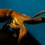 11 Espécies Incríveis de Polvo