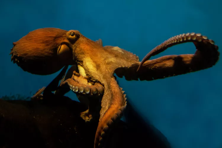 11 Espécies Incríveis de Polvo