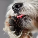 Por que os cães se lambem excessivamente?