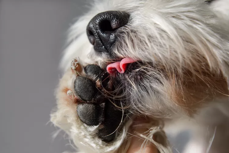 Por que os cães se lambem excessivamente?