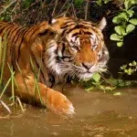 Os gatos estão em extinção: 12 espécies felinas mais ameaçadas
