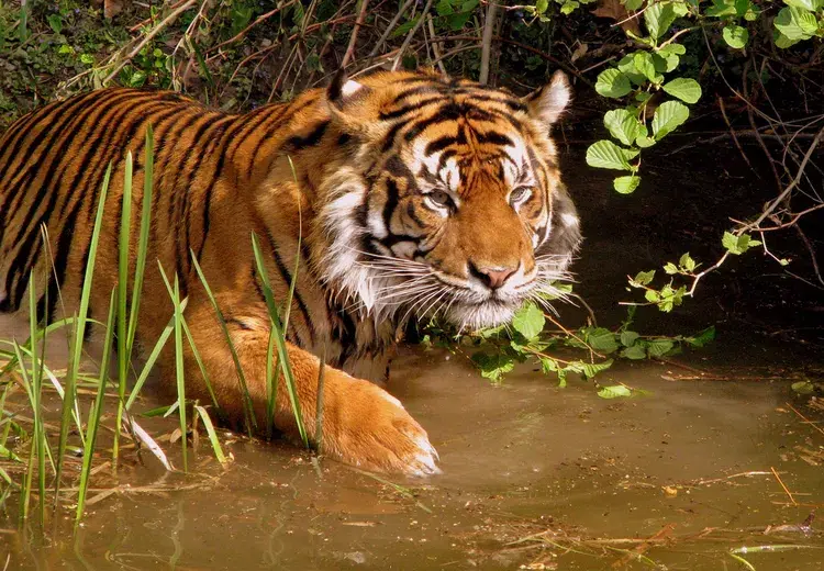 Os gatos estão em extinção: 12 espécies felinas mais ameaçadas