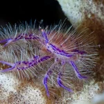 13 tipos curiosos de caranguejos