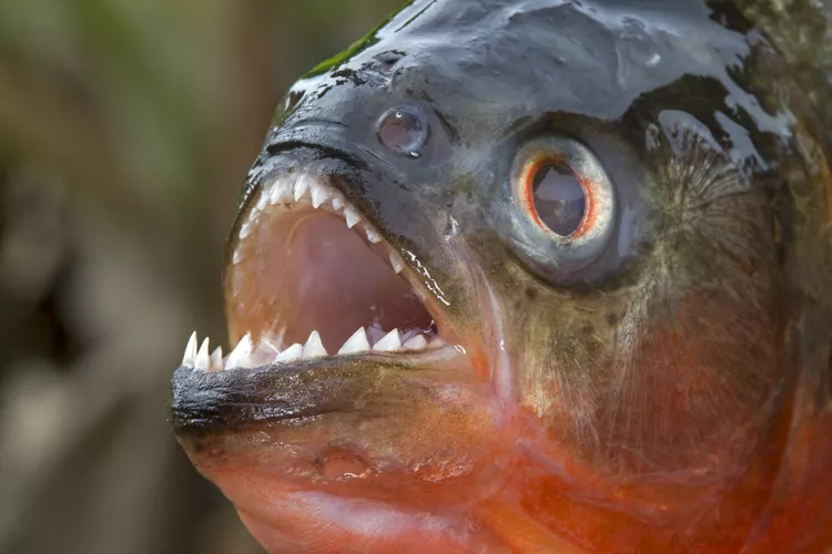 12 Curiosidades sobre piranhas