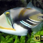 the Worlds Most Dangerous Fish