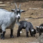 8 tipos de raças de cabras