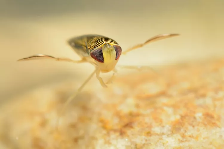 Os 11 animais mais barulhentos da Terra