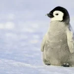 Little Baby Penguin