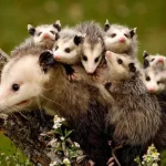 Opossum mama and babies