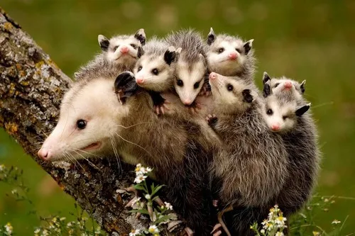 Opossum mama and babies