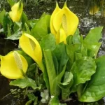 Western Skunk Cabbage