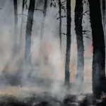 Wildfire 865x560
