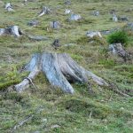 deforestation 62486 640