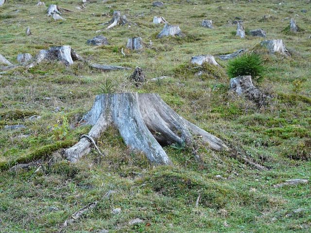 deforestation 62486 640