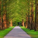 pathway 3596034 640