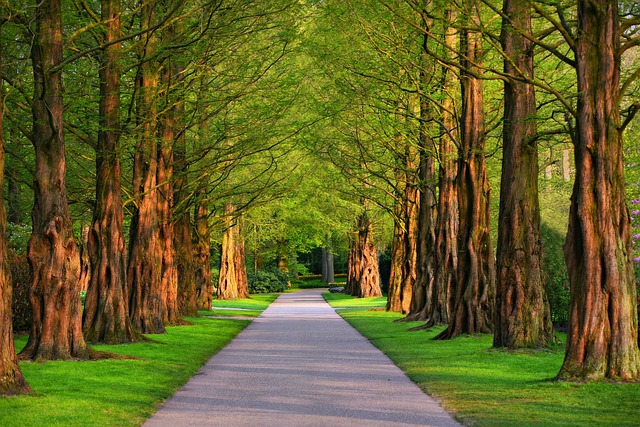 pathway 3596034 640