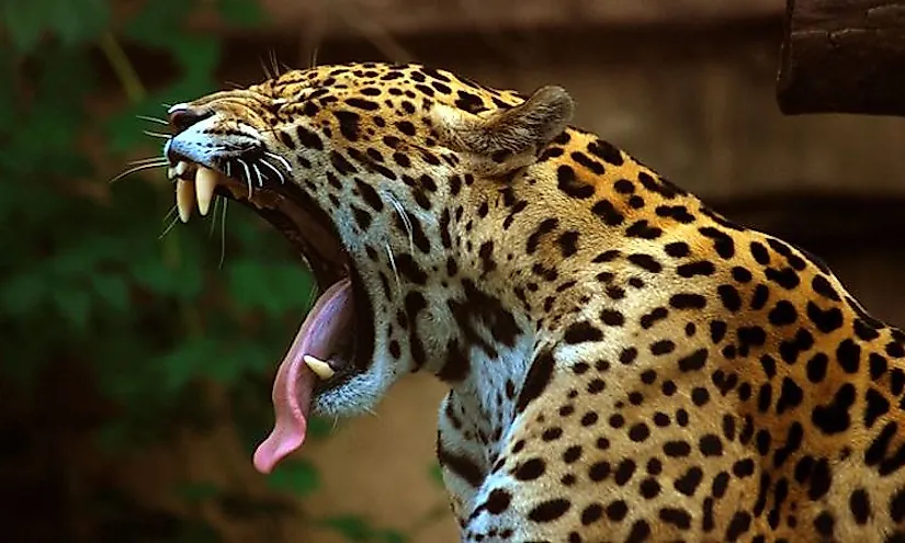 640px panthera onca at the toronto zoo 2