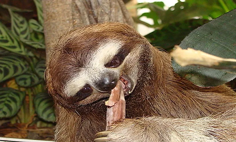 640px three toed tree sloth enjoying a snack frontal view