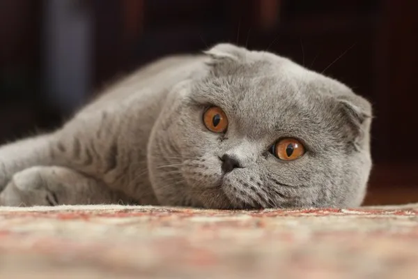 Adult Scottish Fold