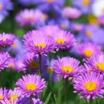 Beautiful Aster Flowers