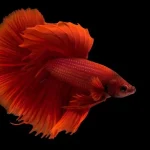 Betta Fish