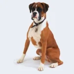 Boxer Dog Breed