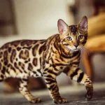 Cheetoh Cat