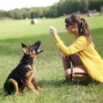 German Shepherd Trainable Family Dog Breeds