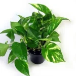 Golden Pothos