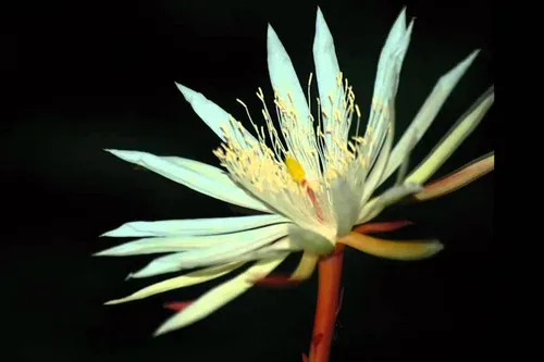 Kadupul Flower