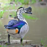 Knob billed Duck