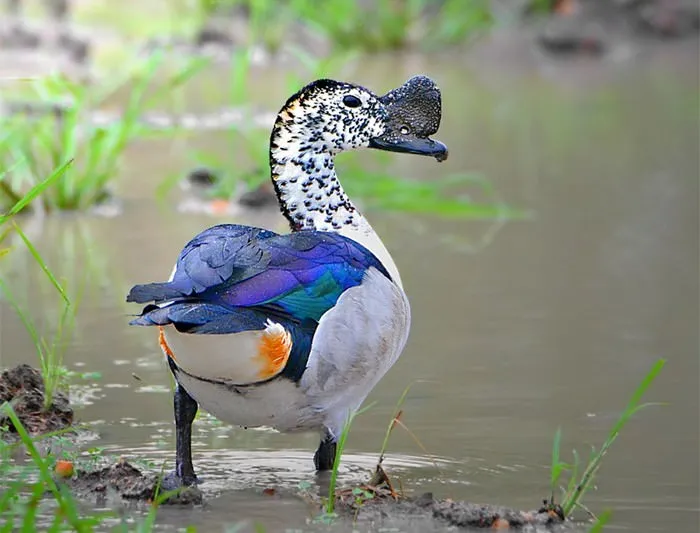 Knob billed Duck
