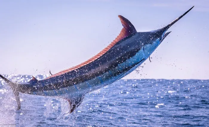 Marlin