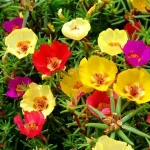 Moss rose
