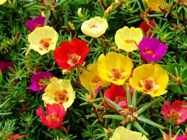 Moss rose