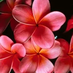 Plumeria flowers