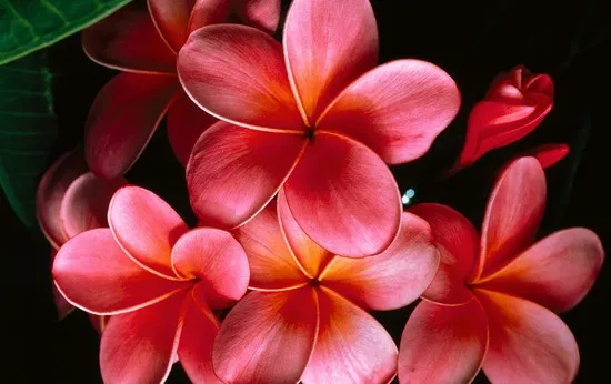 Plumeria flowers