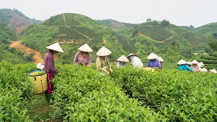 Tea producing countries in the world