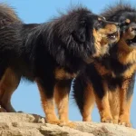Tibetan Mastiff Nice Dog