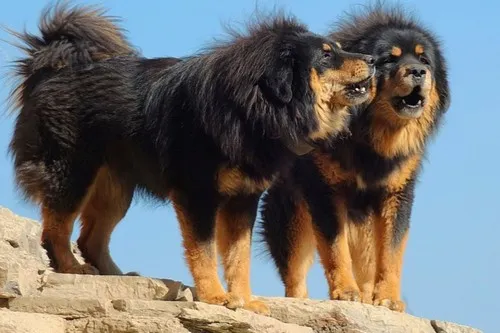 Tibetan Mastiff Nice Dog