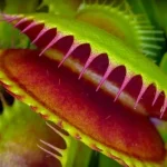 Venus Flytrap