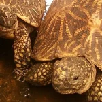 indian star tortoise
