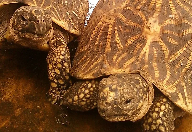 indian star tortoise