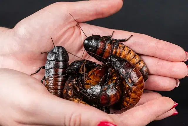 madagascar hissing cockroach 8963257 640