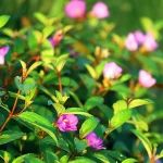 princess flower