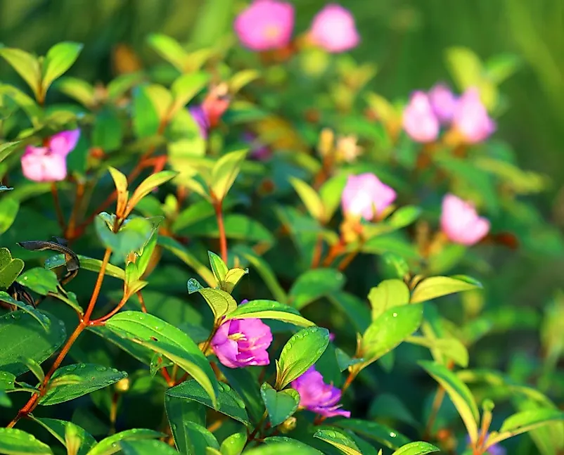 princess flower