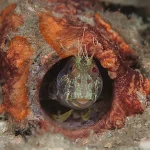 seaweed blenny