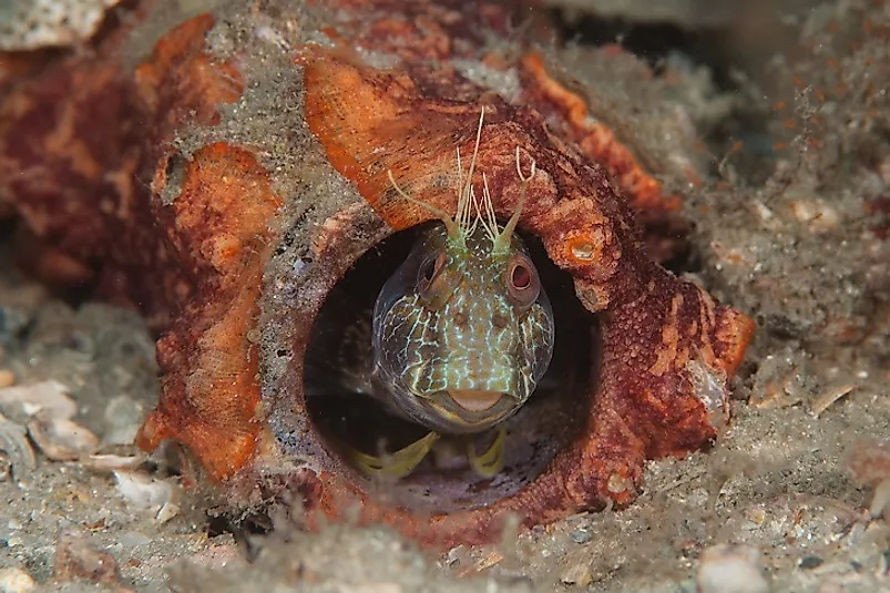 seaweed blenny